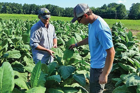 Carter Roberts in tobacco field