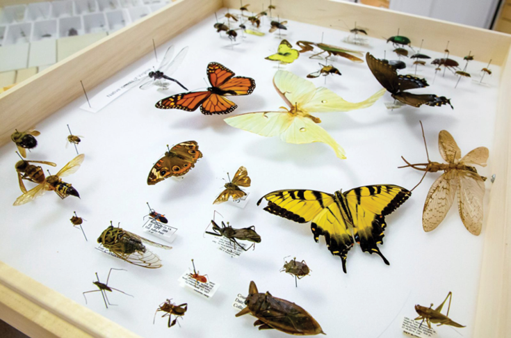 Image of various bugs and butterflies pinned inside a box