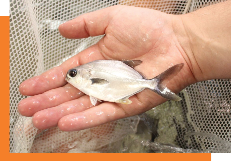 Image of a hand holding a small fish