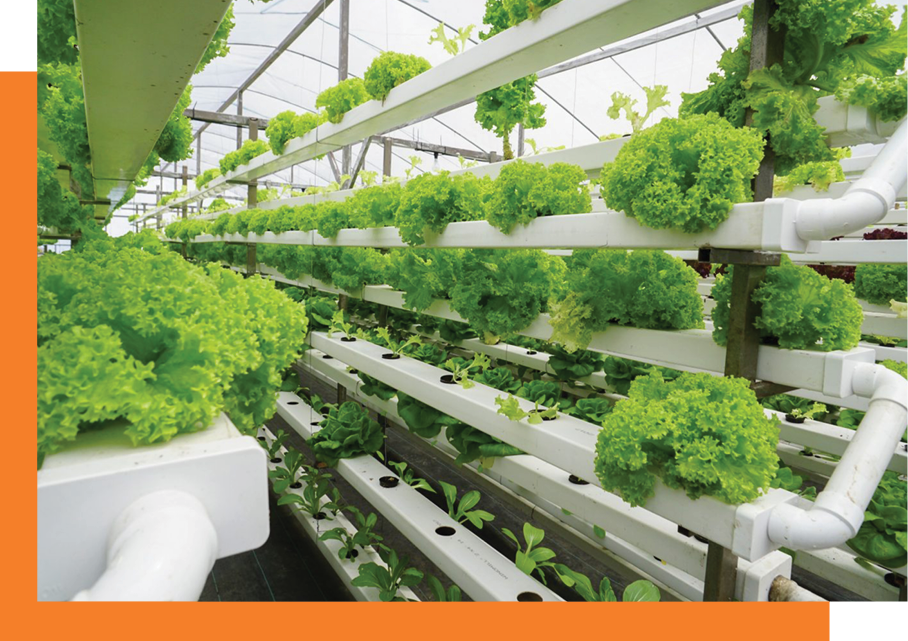 Image of plants in rows in a greenhouse