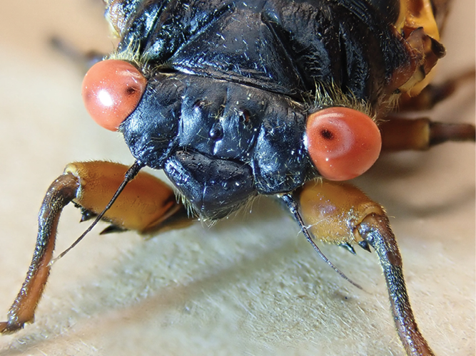 Image of cicada