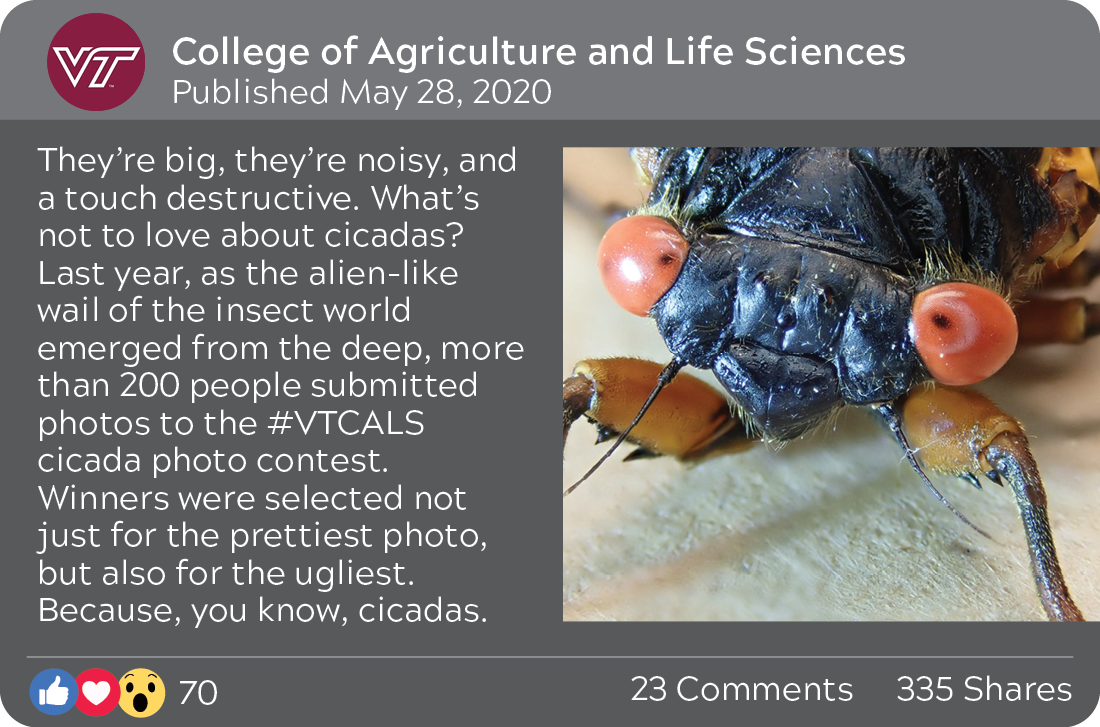 College of Agriculture and Life Sciences, published May 28, 2020: They're big, they're noisy, and a touch desteructive. What's not to love about cicadas? Last year, as the alien-like wail of the insect world emerged from the deep, more than 200 people submitted photos to the #VTCALS cicade photo contest. Winners were selected not just for the prettiest photo, but also for the ugliest. Because, you know, cicadas. 70 reactions, 23 comments, 335 shares. Image of a cicada.