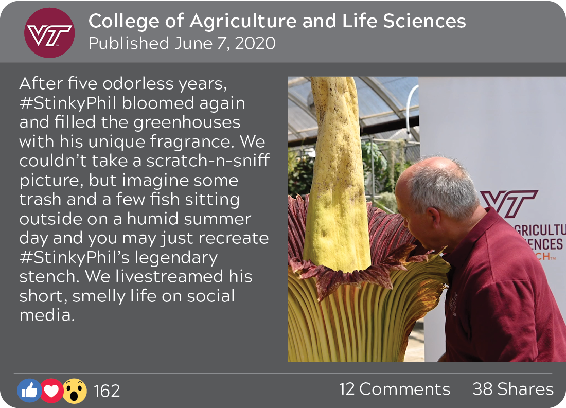 College of Agriculture and Life Sciences, published June 7, 2020: After five odorless years, #StinkyPhil bloomed again and filled the greenhouses with his unique fragrance. We couldn't take a scratch-n-sniff picture, but inmagine some trash and a few fish sitting outside on a humid summer day and you may just recreate #StinkyPhil's legendary stench. We livestreamed his short, smelly life on social media. 162 reactions, 12 comments, 38 shares. Image of a man smelling the large Stinky Phil flower.